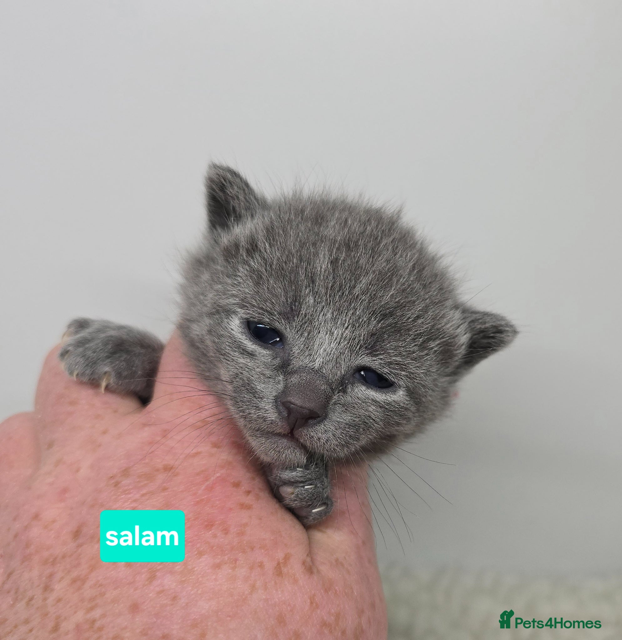 Russian Blue cats 2 LEFT!! Champion Sired Russian Blue Kittens - Advert 4