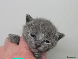 Russian Blue cats 2 LEFT!! Champion Sired Russian Blue Kittens - Advert 4