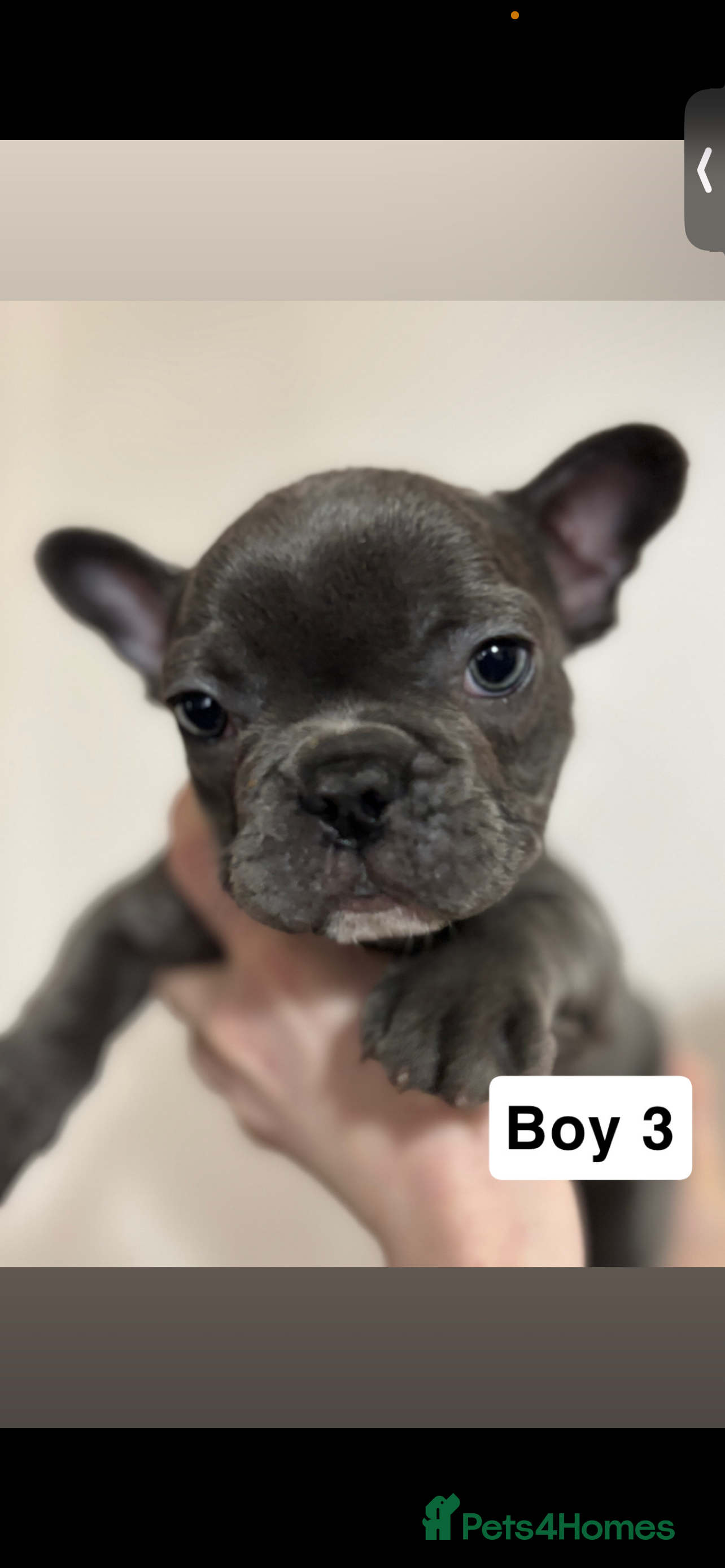 French Bulldog dogs 1 french bull dog pup - Advert 7