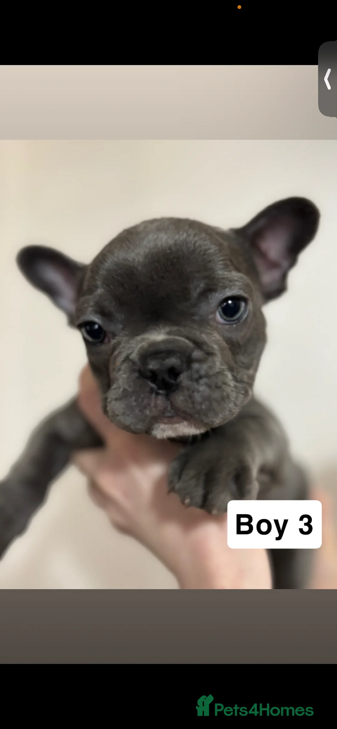 French Bulldog dogs for sale: 2 french bull dog puppies  - Advert 5