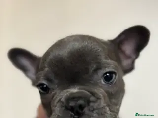 French Bulldog dogs 1 french bull dog pup - Advert 7