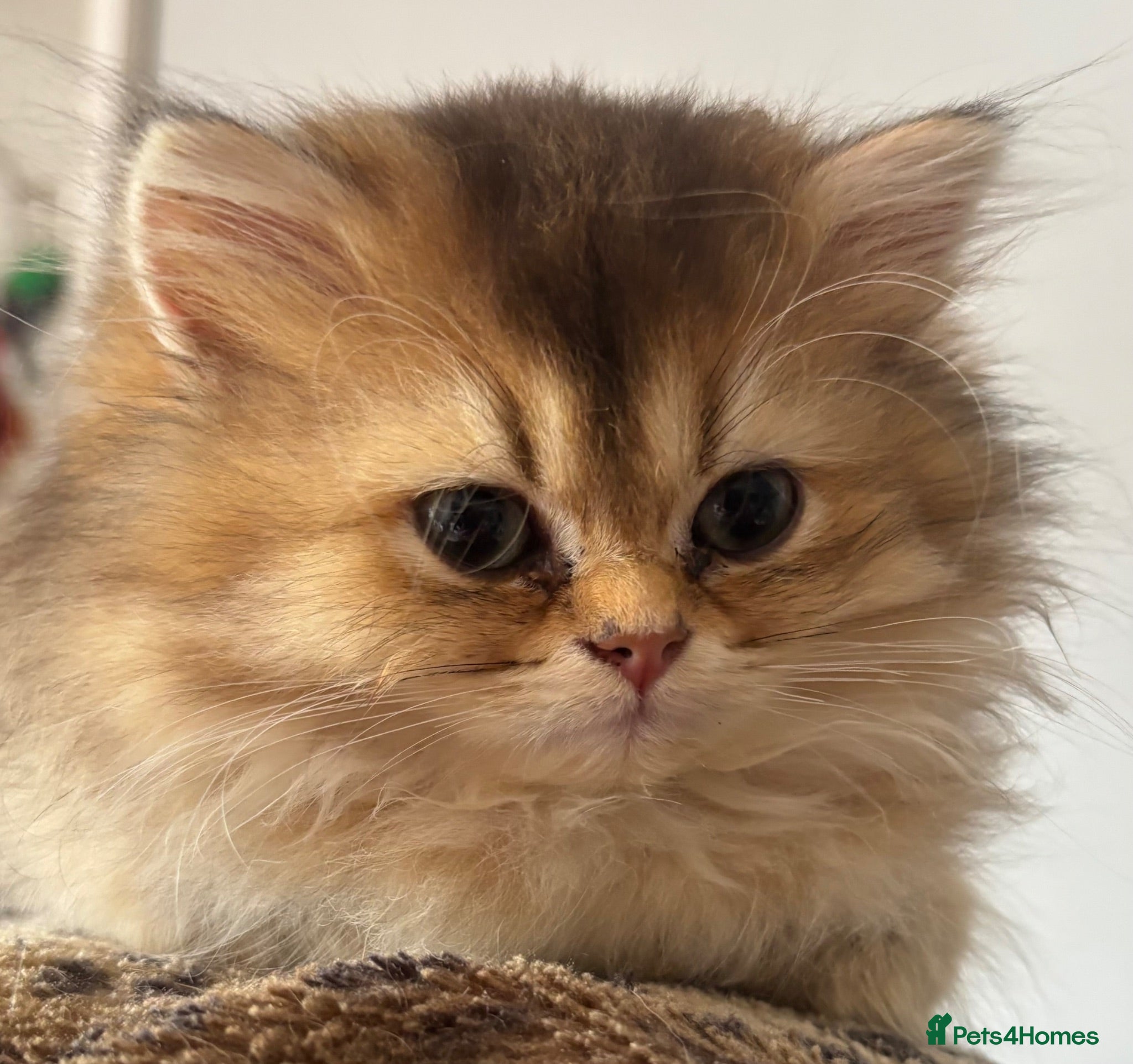 British Longhair cats GCCF reg Golden British Longhair/Shorthair Kittens - Advert 1