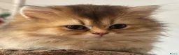 British Longhair cats for sale: GCCF reg Golden British Longhair/Shorthair Kittens - Advert 1