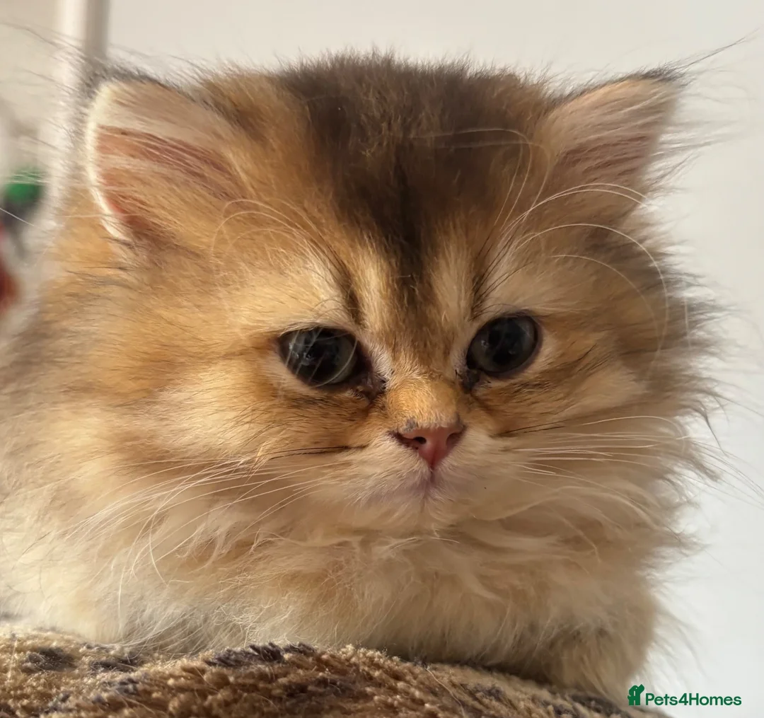 British Longhair cats for sale: GCCF reg Golden British Longhair/Shorthair Kittens - Advert 1