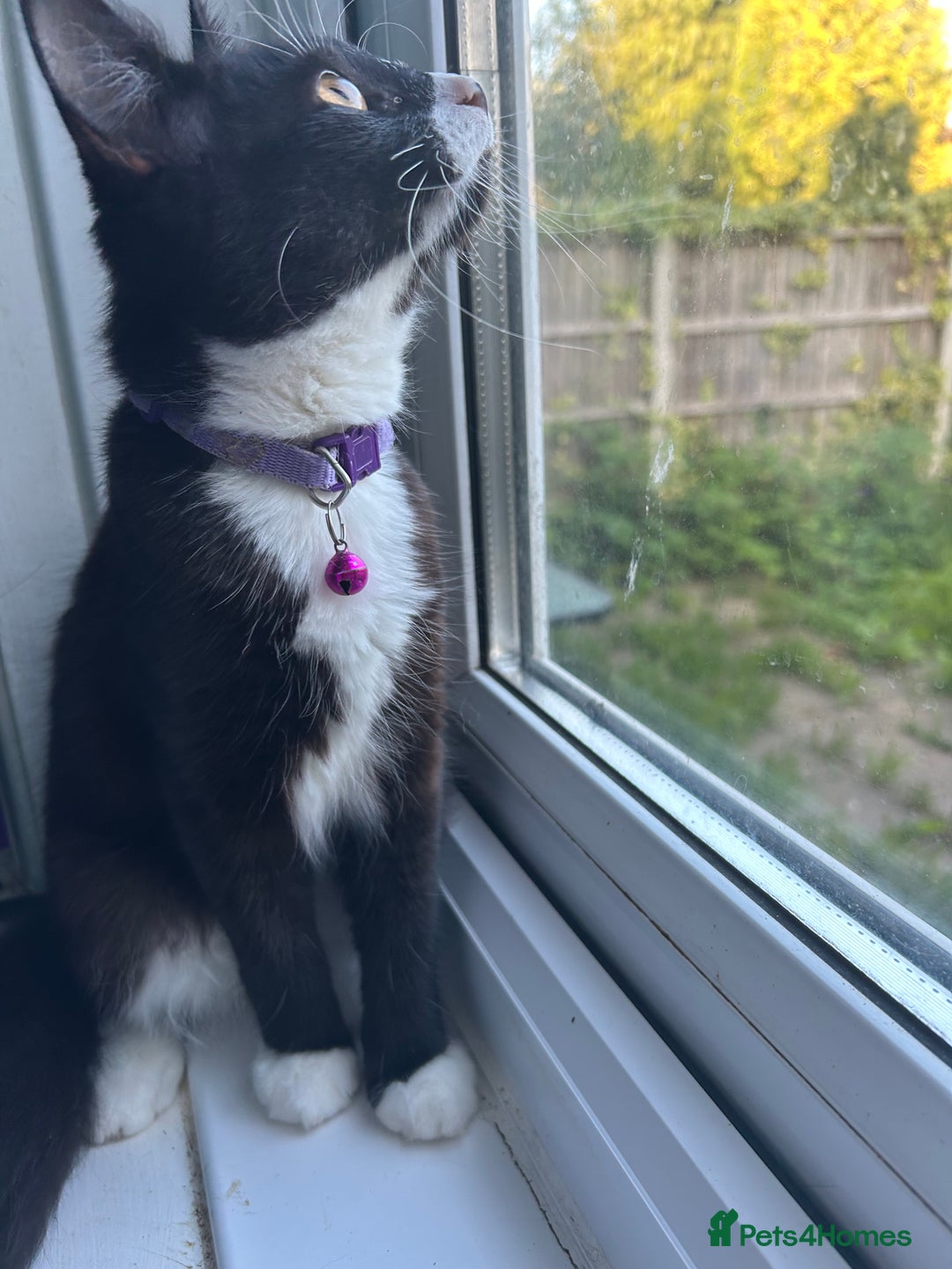 Mixed Breed cats for sale: Female kitten looking for home - Image 13