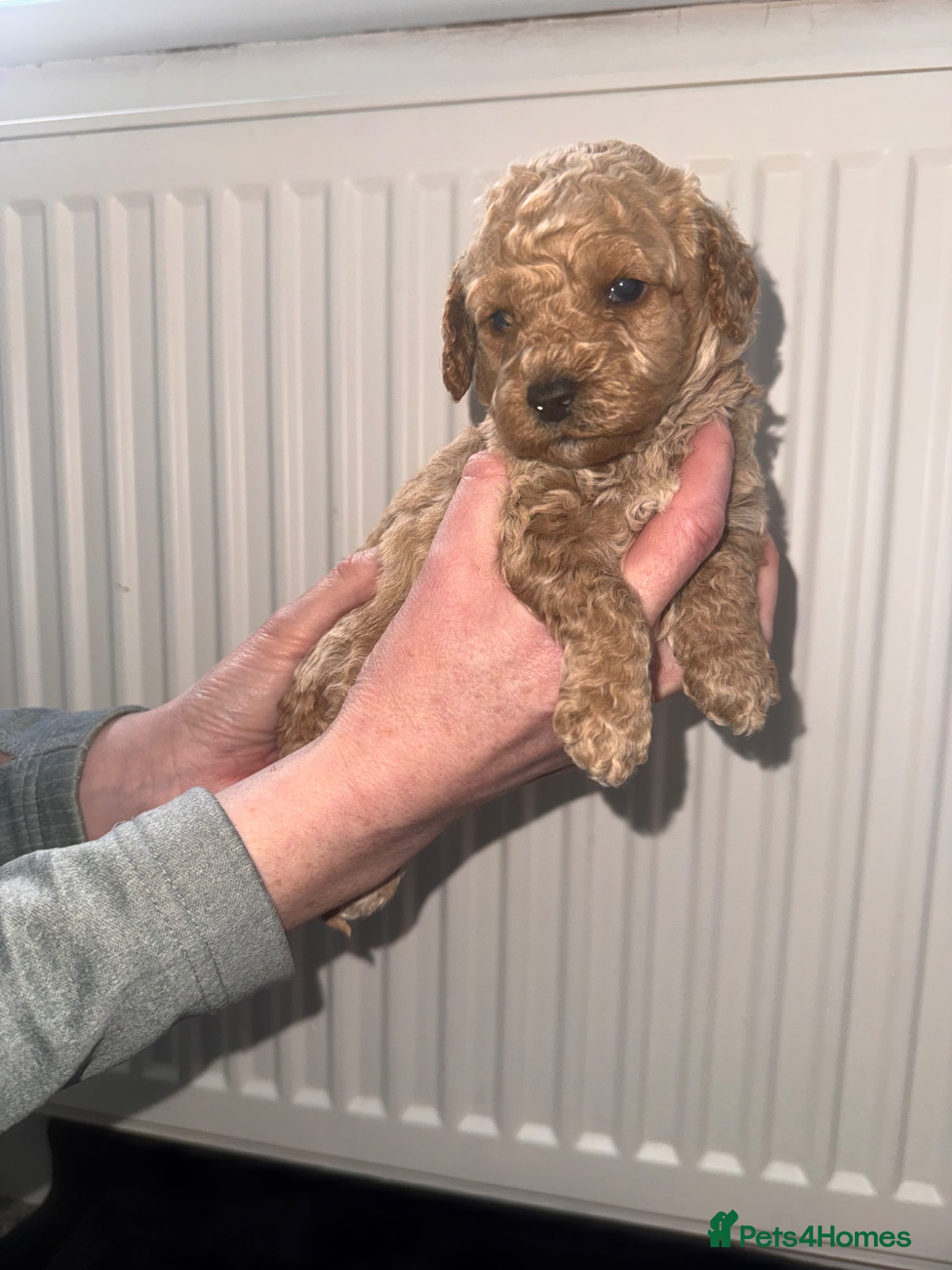 Cockapoo dogs F1bb cockapoo - Advert 5