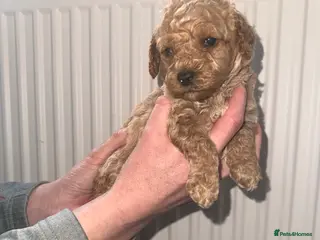 Cockapoo dogs F1bb cockapoo - Advert 5