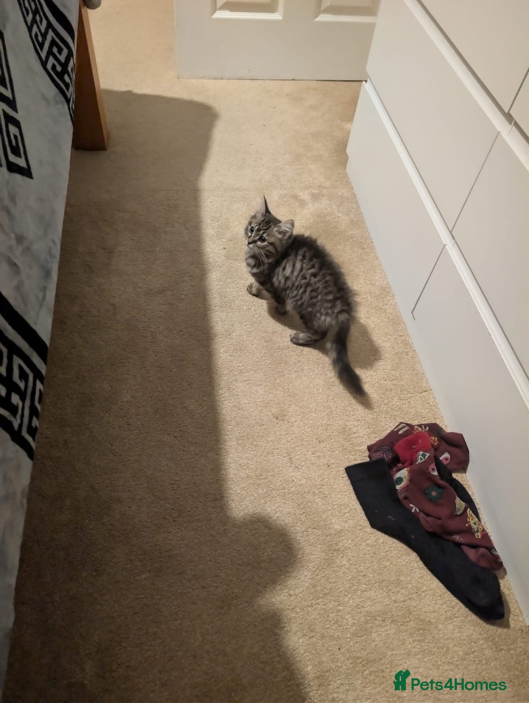 British Shorthair cats for sale: Beautiful British shorthair mix kittens available. - Advert 7