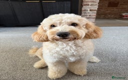 Cockapoo dogs for sale: 5 yr old Cockapoo & 1 year old Cockapoo - Image 5
