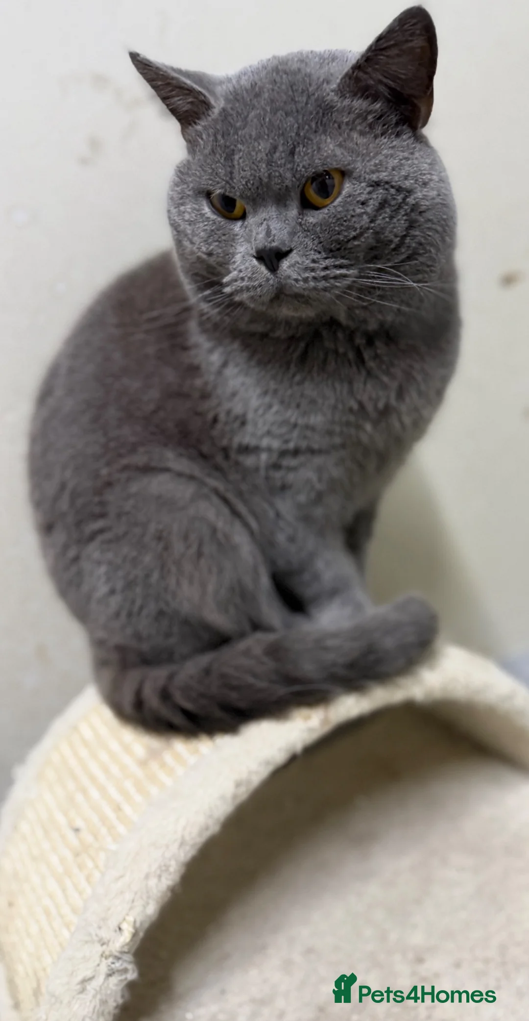 British Shorthair cats for sale: Stunning BSH kittens ready now!  - Advert 17
