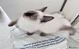 Ragdoll cats for sale: Beautiful Ragdoll kittens available  - Image 6