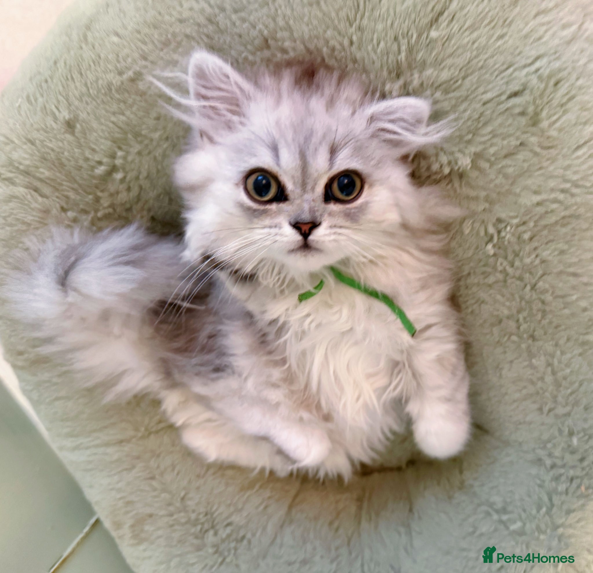 British Longhair cats for sale: Gorgeous pedigree BLH with exceptional temperament - Advert 3