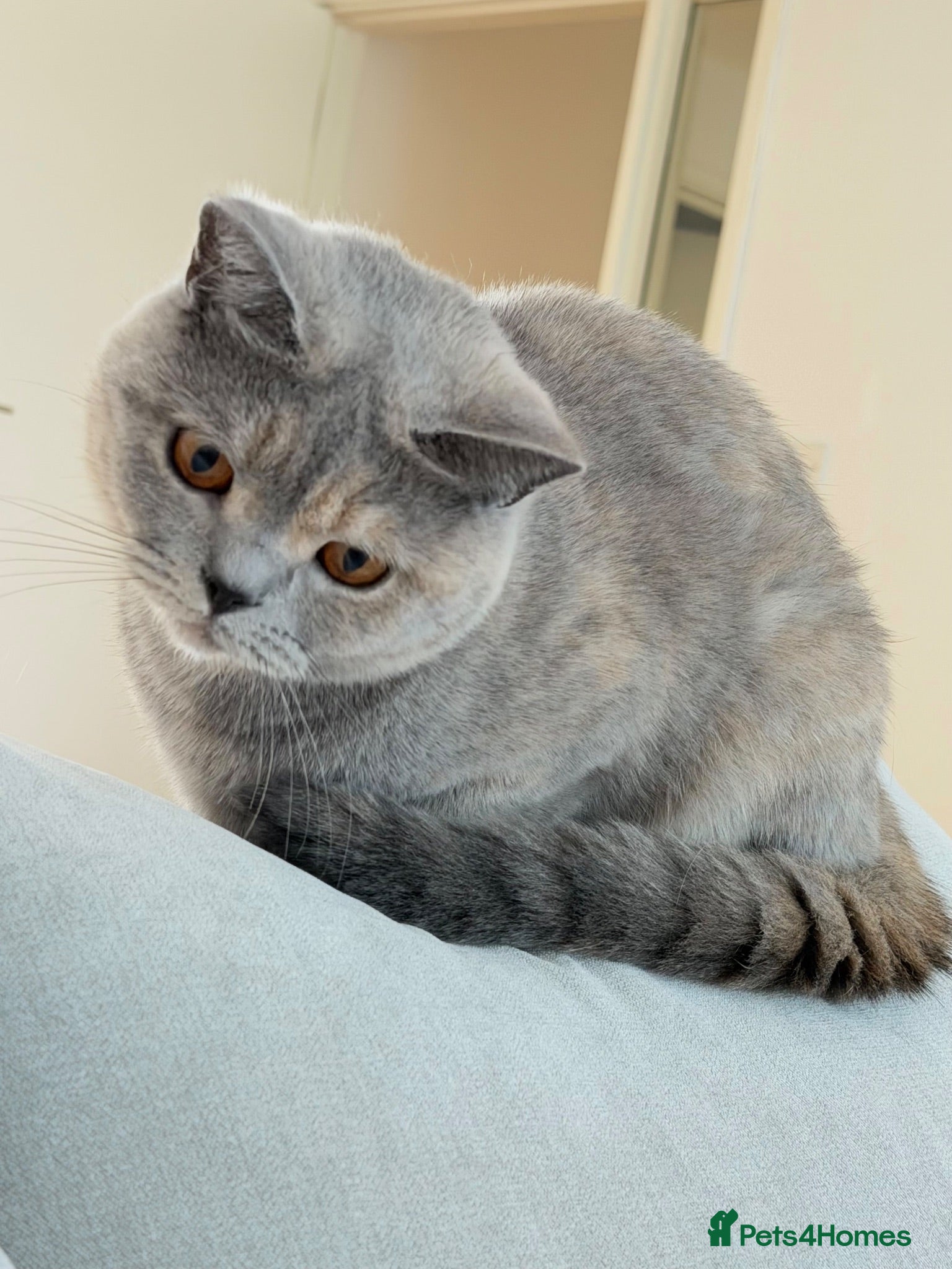 British Shorthair cats Beautiful Lilac British Shorthair Female – £650 - Advert 10