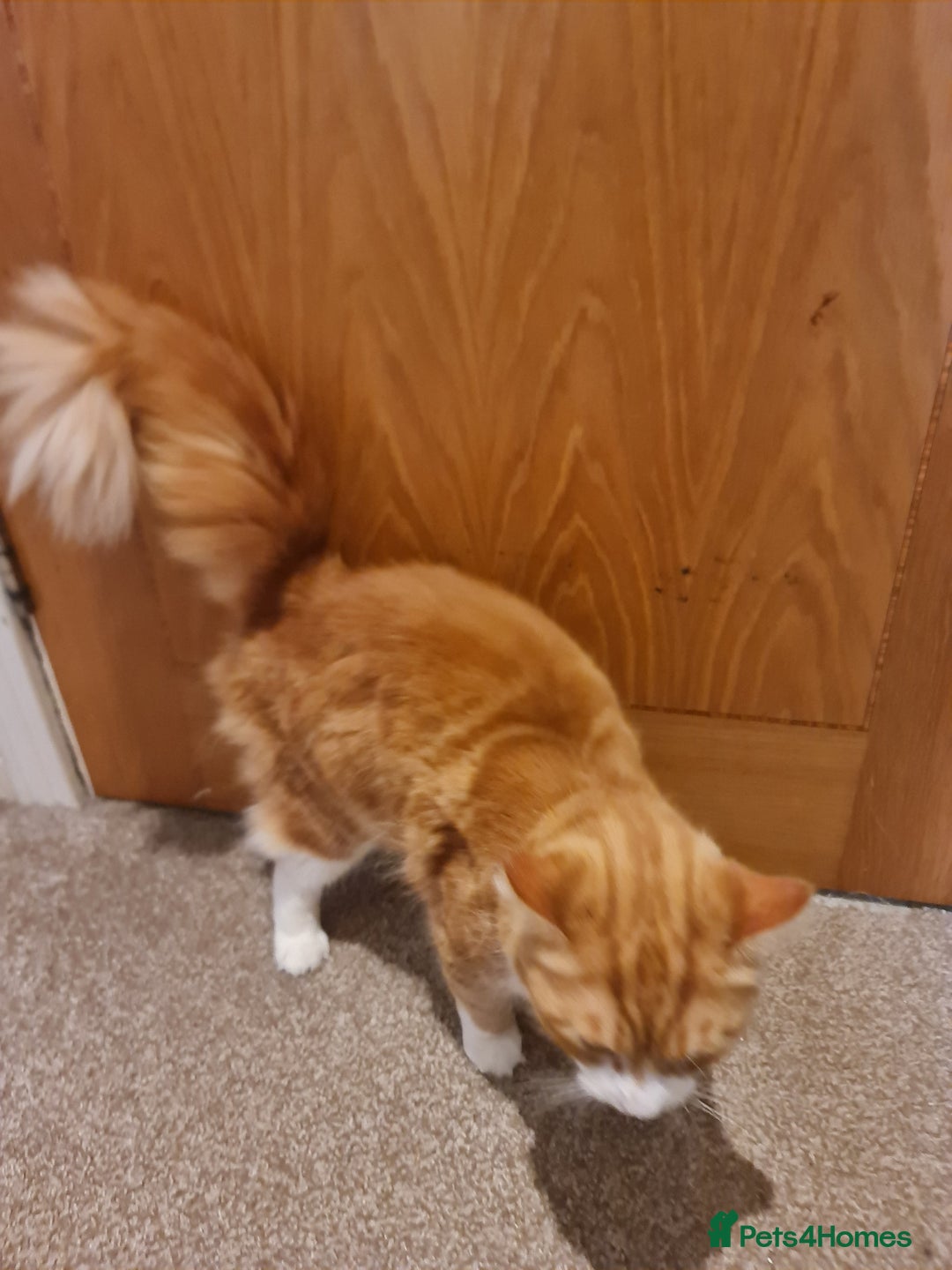 Mixed Breed cats for sale: Ginger long hair male cat - Advert 5