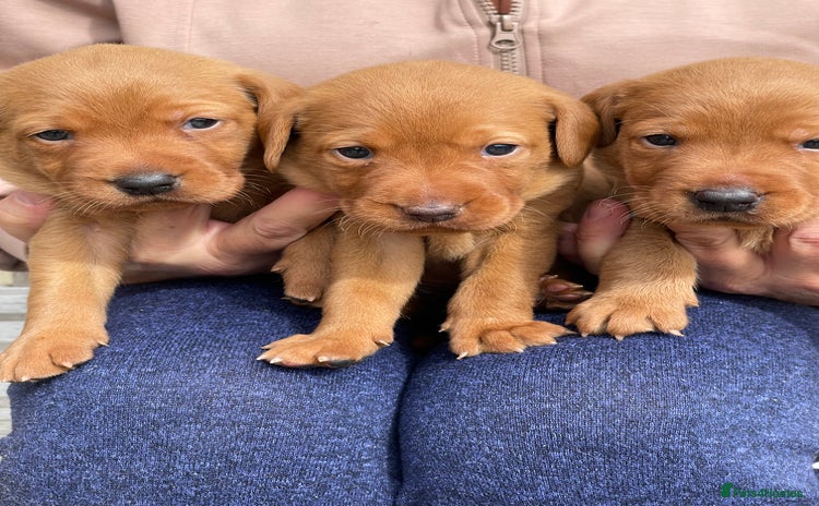 Labrador Retriever dogs - Advert 15