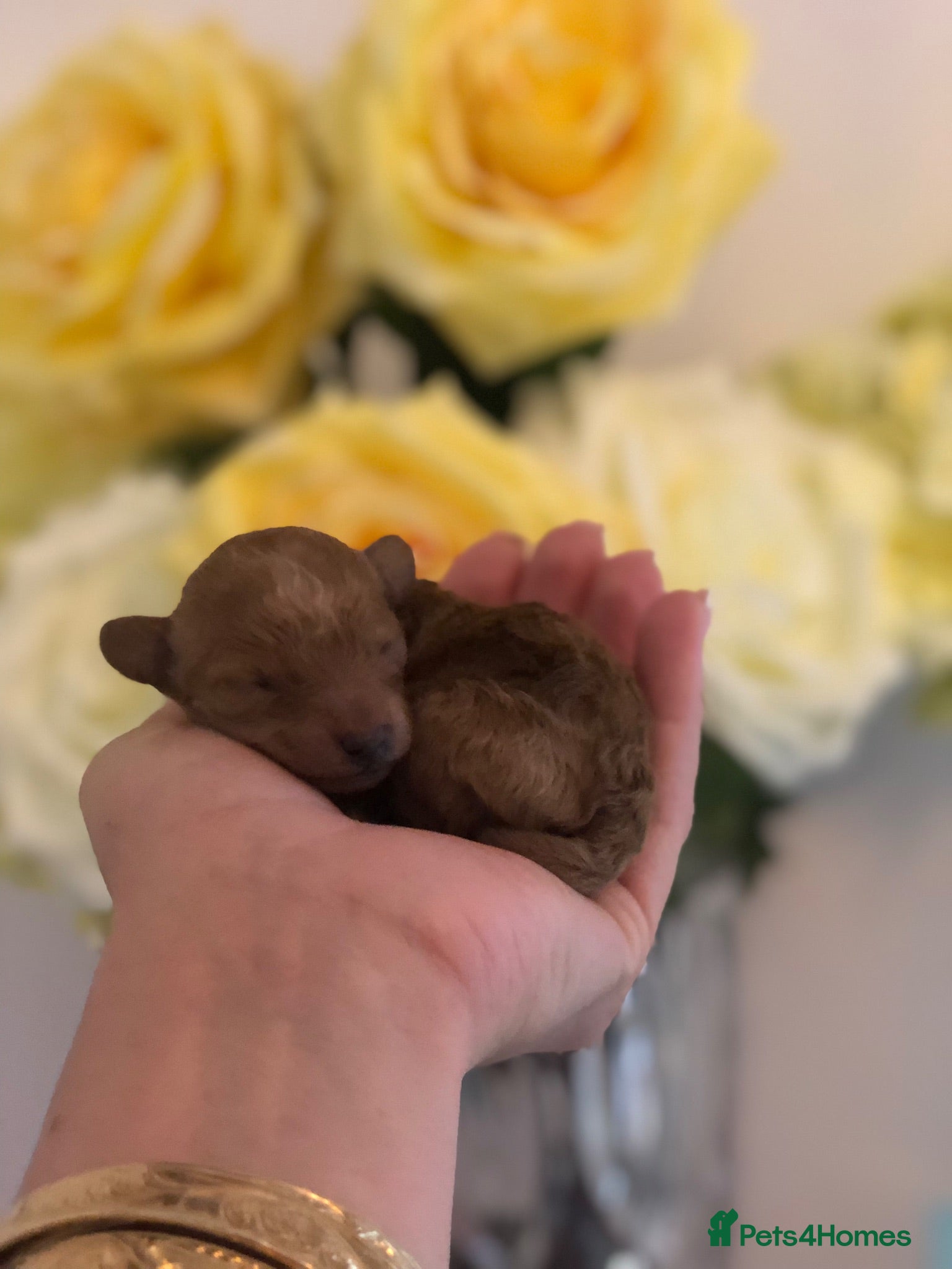 Toy Poodle dogs KC Toy poodle puppy’s PRA clear waiting list open - Advert 2