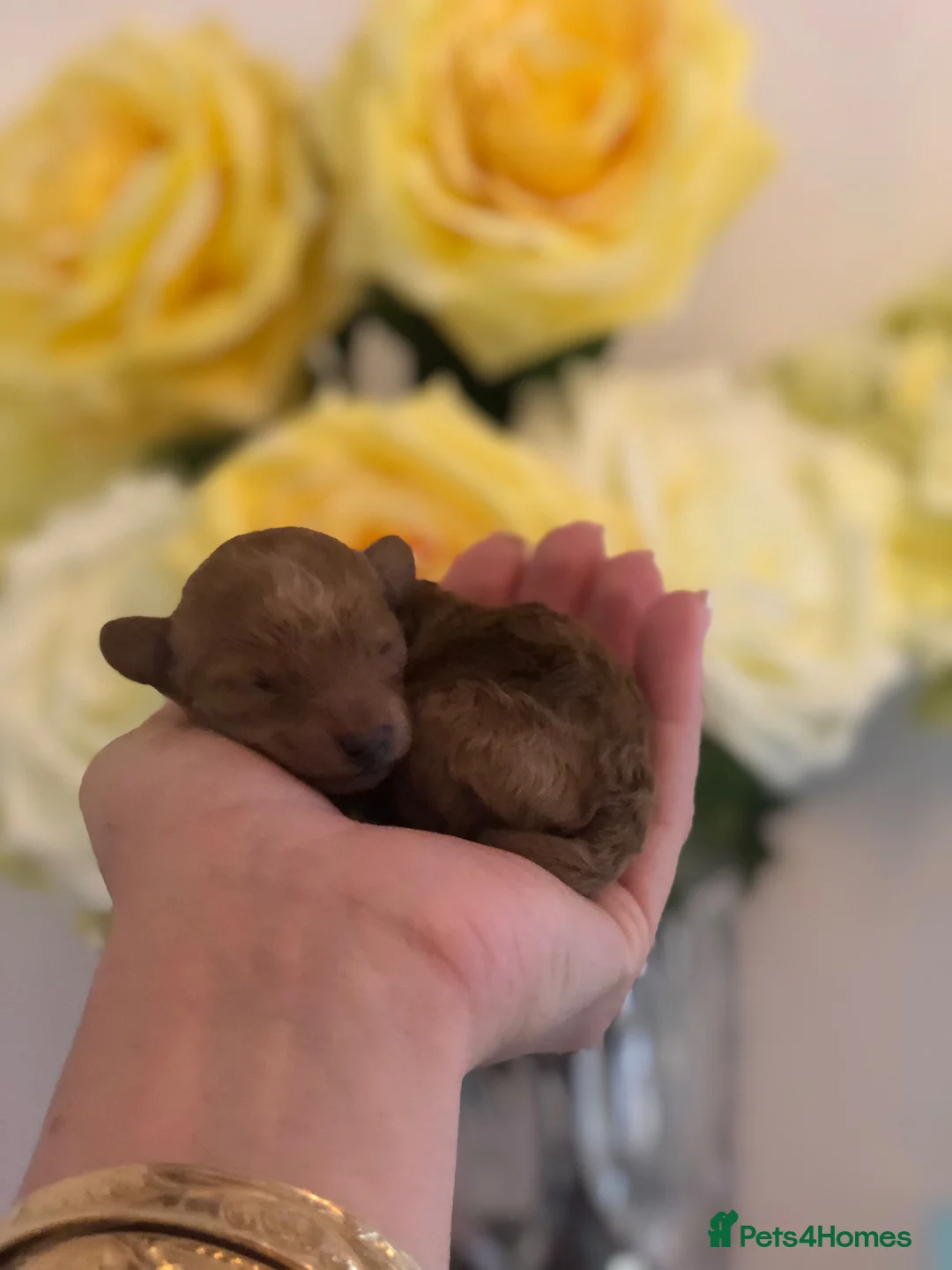 Toy Poodle dogs for sale: KC Toy poodle puppy’s PRA clear 7 weeks old  - Advert 2