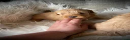 Cockapoo dogs for sale: Multi generation DNA Health Clear Cockapoo Pups  - Advert 23