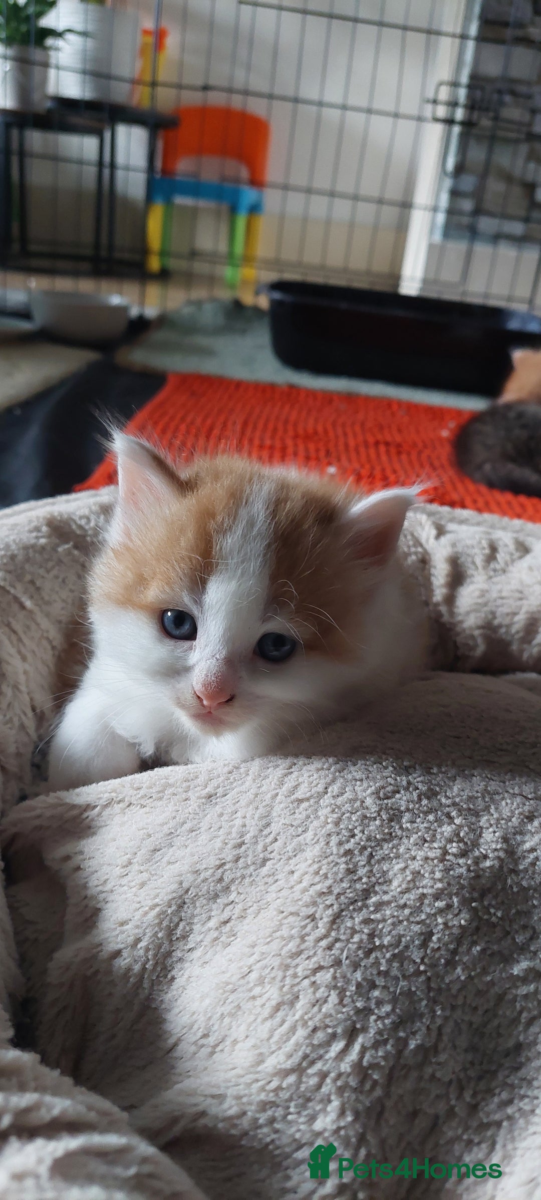 Mixed Breed cats for sale: Very fluffy ginger male - Advert 9