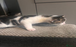Mixed Breed cats for sale: 5 beautiful kittens  - Image 9