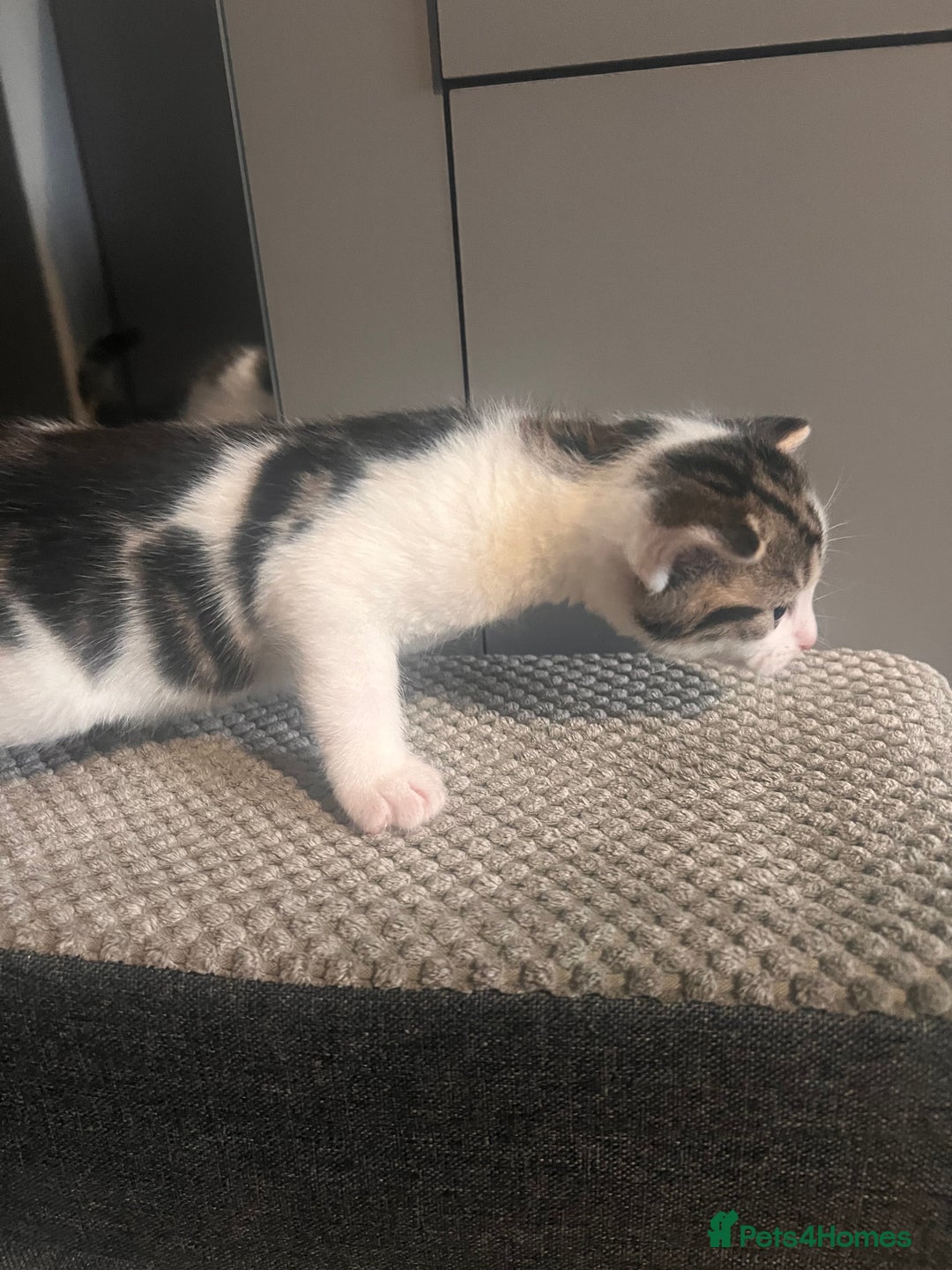 Mixed Breed cats for sale: 5 beautiful kittens  - Image 9