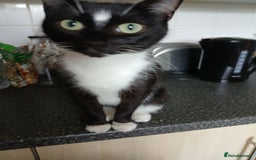 Mixed Breed cats for sale: 18 week old female kittens  - Image 3