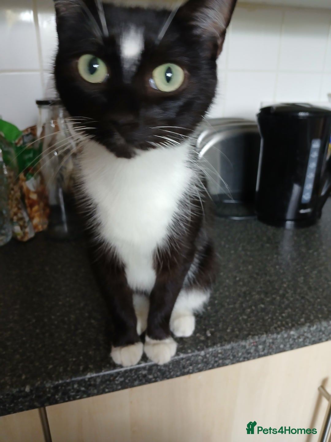 Mixed Breed cats for sale: 18 week old female kittens  - Image 3