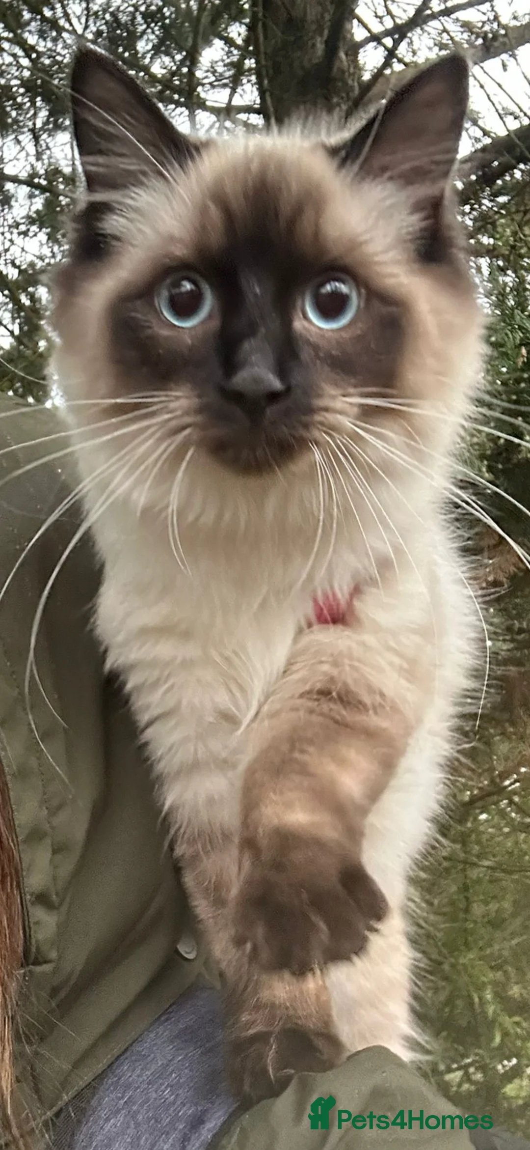 Siberian cats for sale: One pure Siberian male- 4th litter very large  - Advert 7