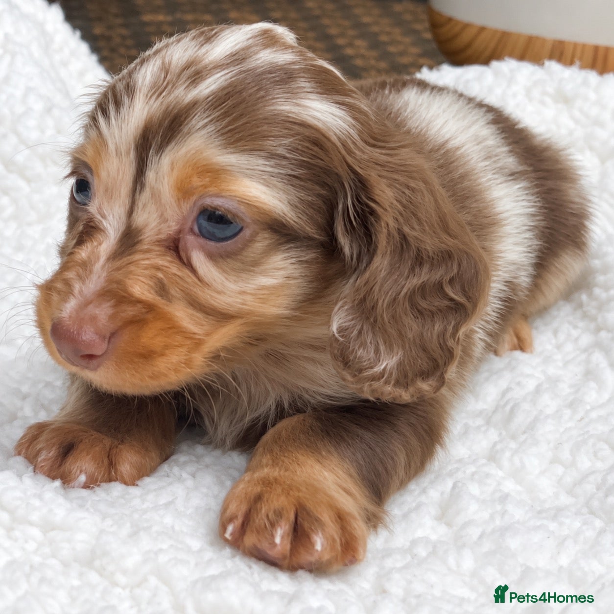 Miniature Dachshund dogs for sale: Tiny KC Longhair Dachshunds  Chocolate & Dapple - Advert 2