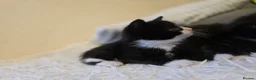 Mixed Breed cats for sale: Little cat 40 £  - Advert 6