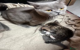 British Shorthair cats for sale: British shorthair mix kittens open to offers - Image 3