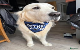 Golden Retriever dogs for sale: 2 female Golden Retrievers puppies - Image 12