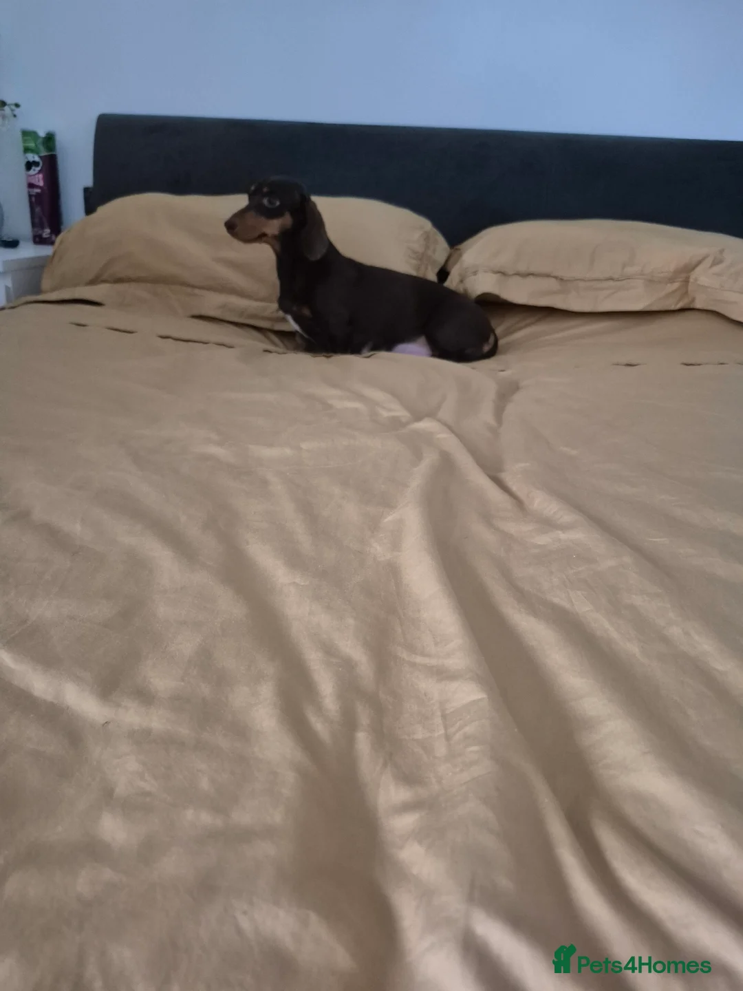 Miniature Dachshund dogs for sale: Miniture dachshund smooth hair puppies  - Advert 15