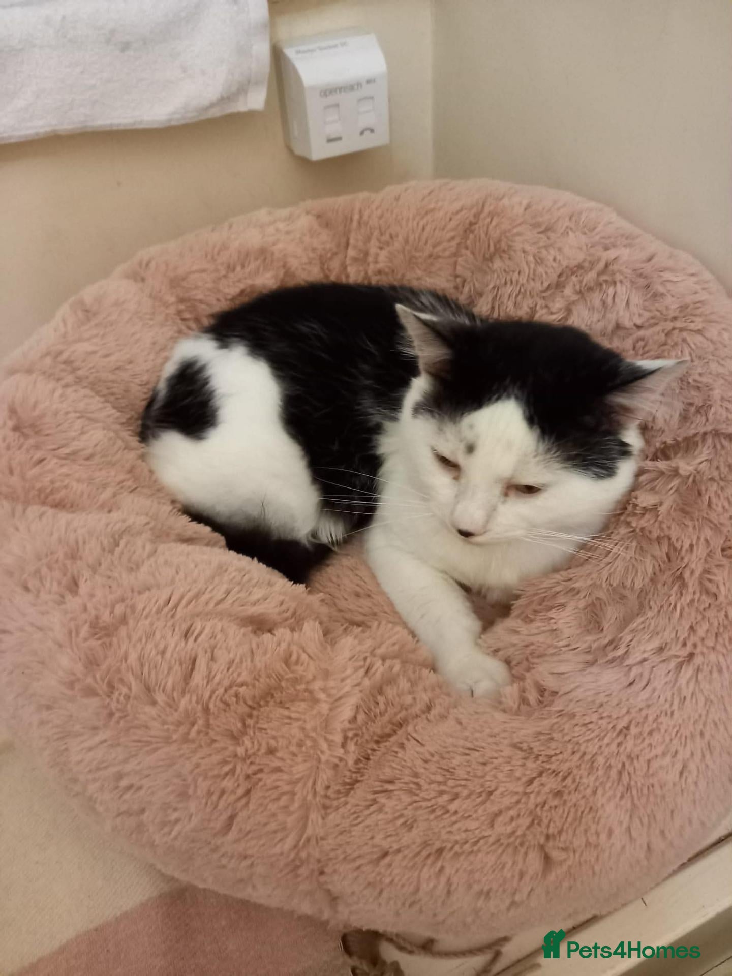 Mixed Breed cats for sale: Friendly Male Cat Looking for His Forever Home 🐾 - Advert 3