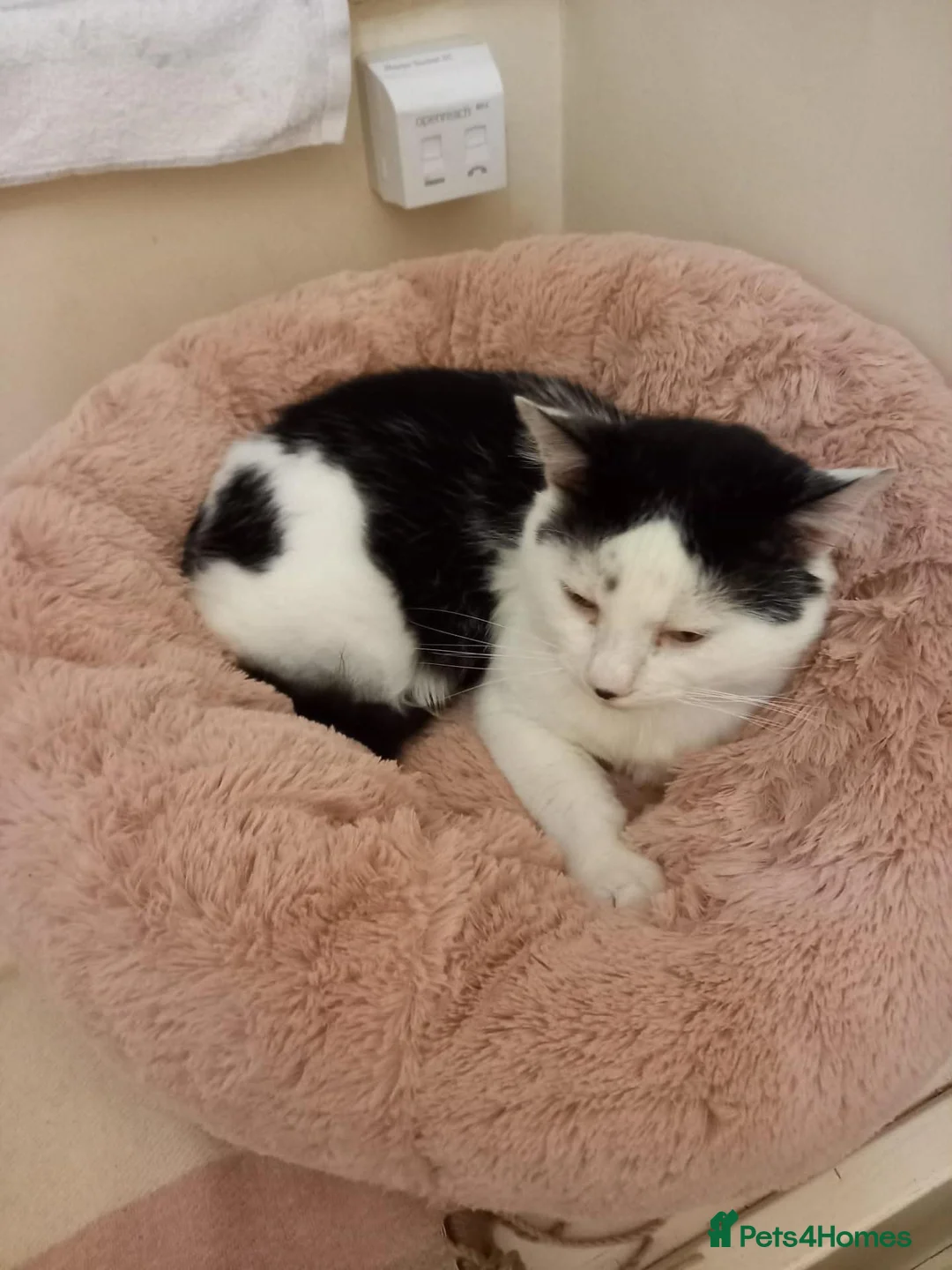 Mixed Breed cats for sale: Friendly Male Cat Looking for His Forever Home 🐾 - Advert 1