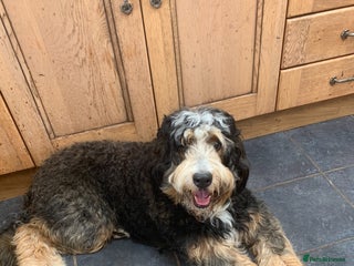 Bernedoodle dogs F1 Bernedoodle tri coloured bitch 16 months old - Advert 16