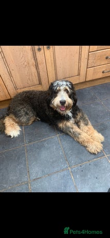 Bernedoodle dogs F1 Bernedoodle tri coloured bitch 16 months old - Advert 9