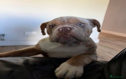 English Bulldog dogs for sale: English Bulldog pup C1 carries fluffy & curly coat - Image 1