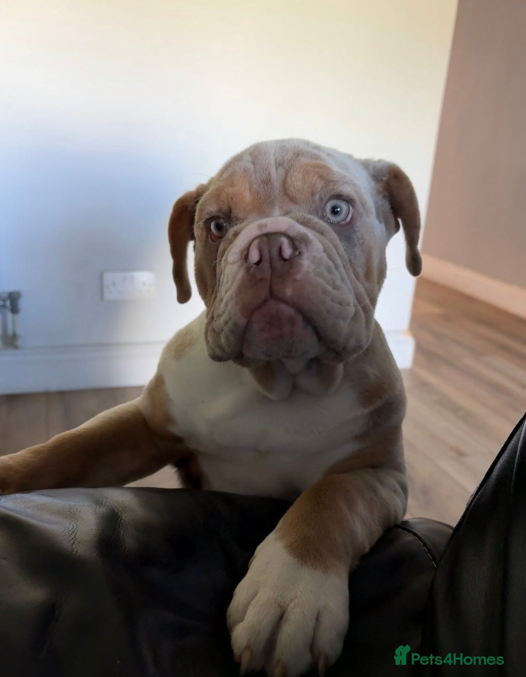 English Bulldog dogs for sale: English Bulldog pup C1 carries fluffy & curly coat - Image 1