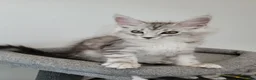 Maine Coon cats for sale: Tica registered maine coon kittens  - Advert 30