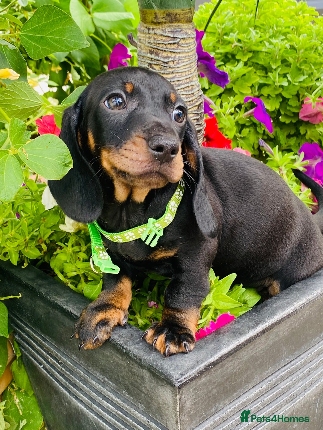 Miniature Dachshund dogs for sale: Stunning Miniature Dachshund Puppies!!! - Image 5