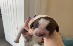 Sprocker dogs for sale: Norwich  - Image 2