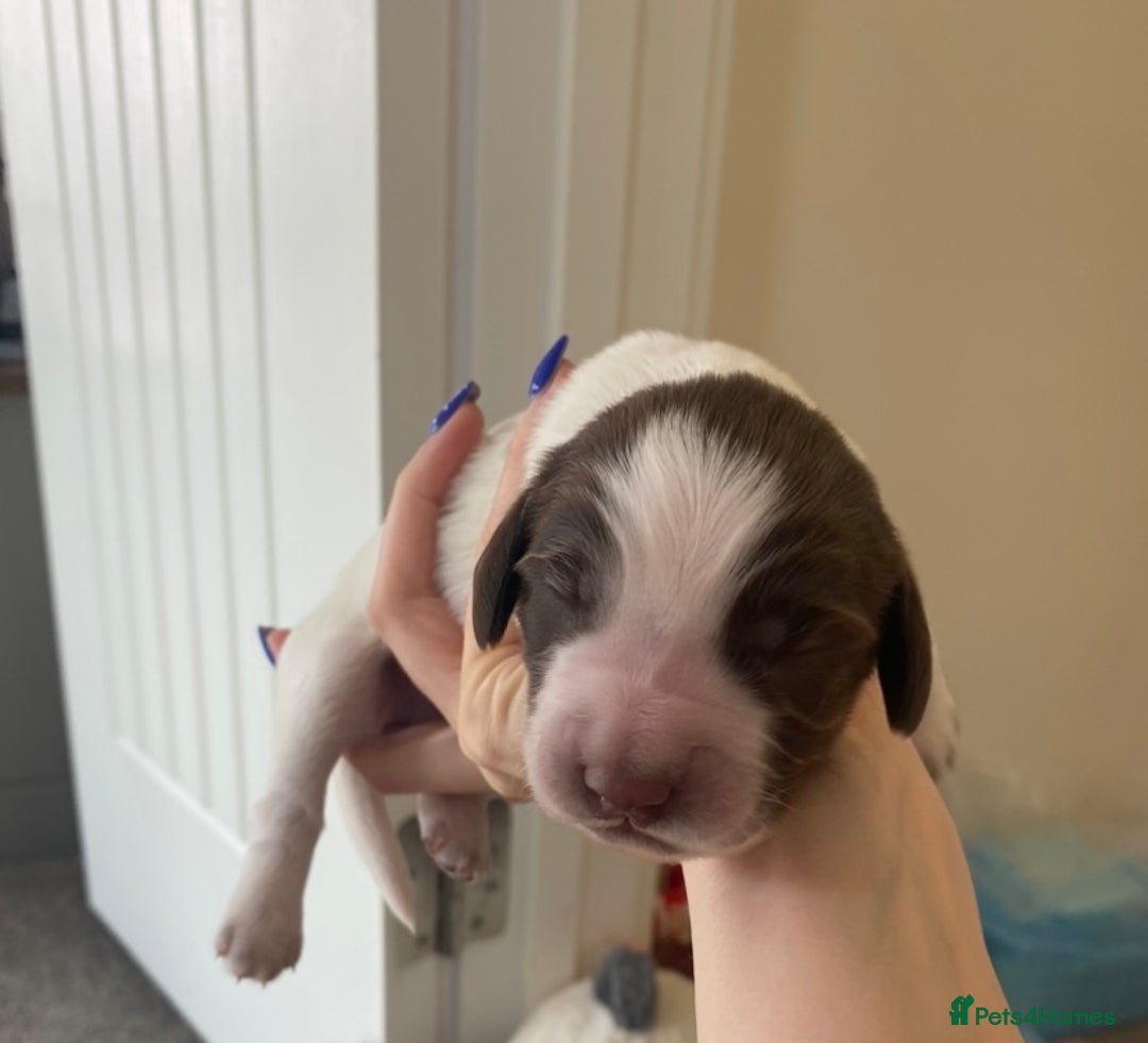 Sprocker dogs for sale: Norwich  - Image 2