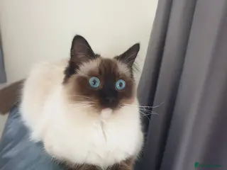 Ragdoll cats Female ragdoll - Advert 8