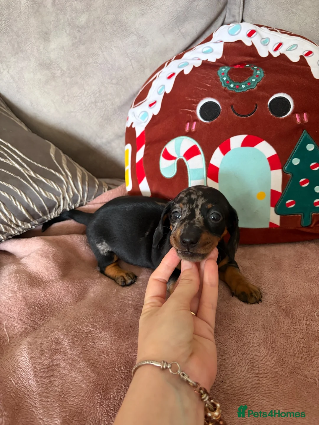 Miniature Dachshund dogs for sale: Beautiful minture dachshunds puppies  - Advert 8