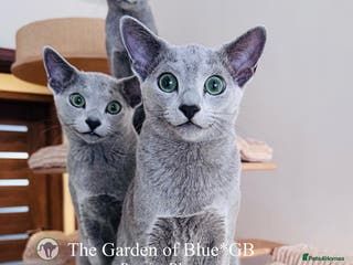 Russian Blue cats Adorable 6-Month-Old Russian Blue Kittens - Advert 12