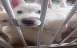Utonagan dogs for sale: Last 2 Husky (Utonagon) Puppies - READY NOW - Image 10
