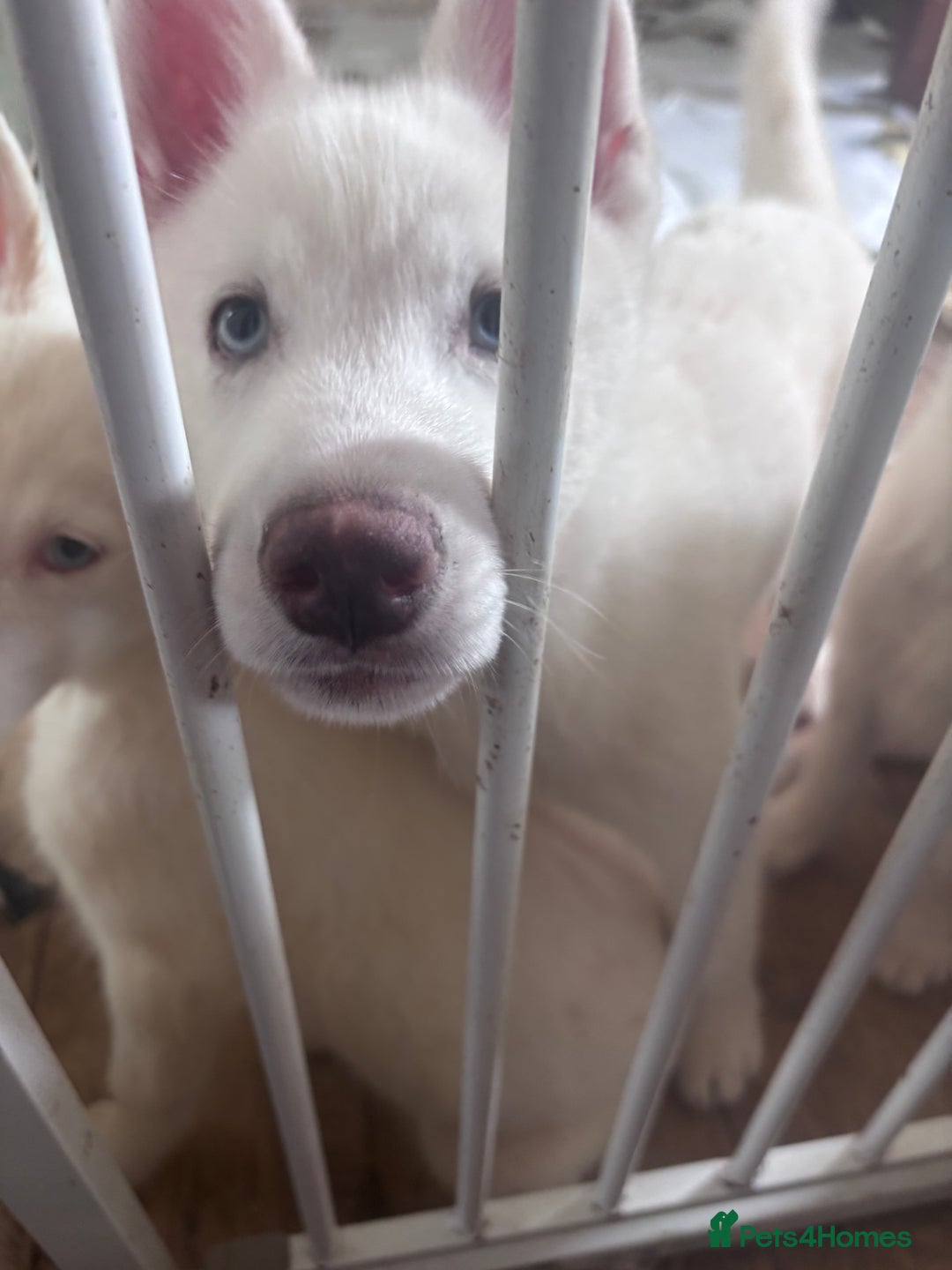 Utonagan dogs for sale: Last 2 Husky (Utonagon) Puppies - READY NOW - Image 10