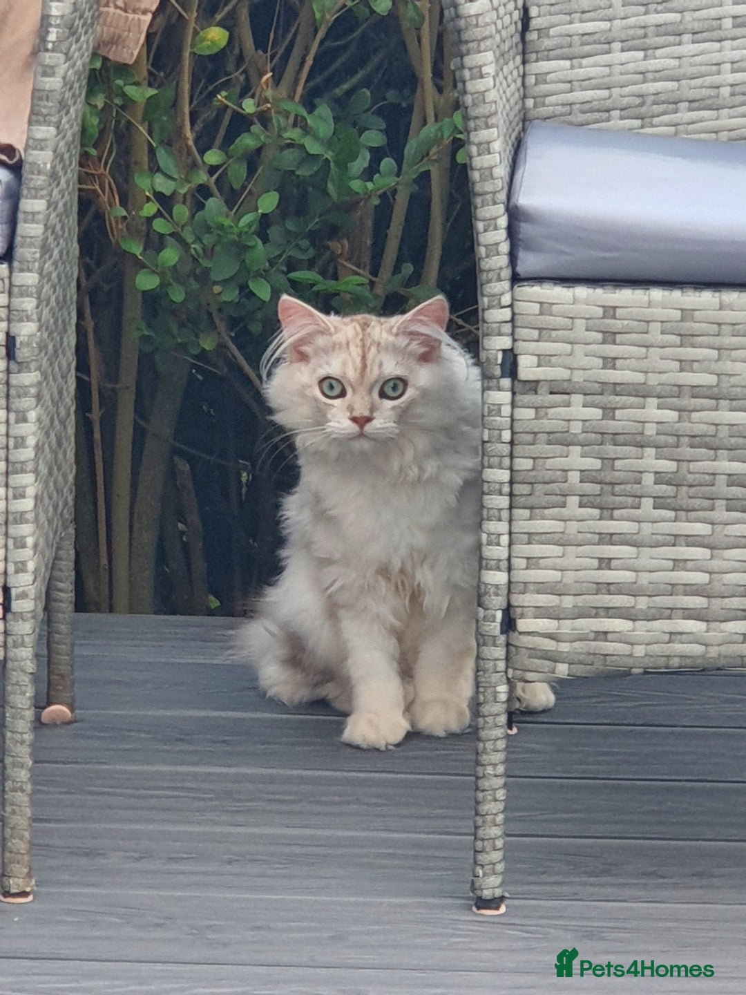 British Longhair cats for sale: British longhair male very friendly and gentle - Image 2