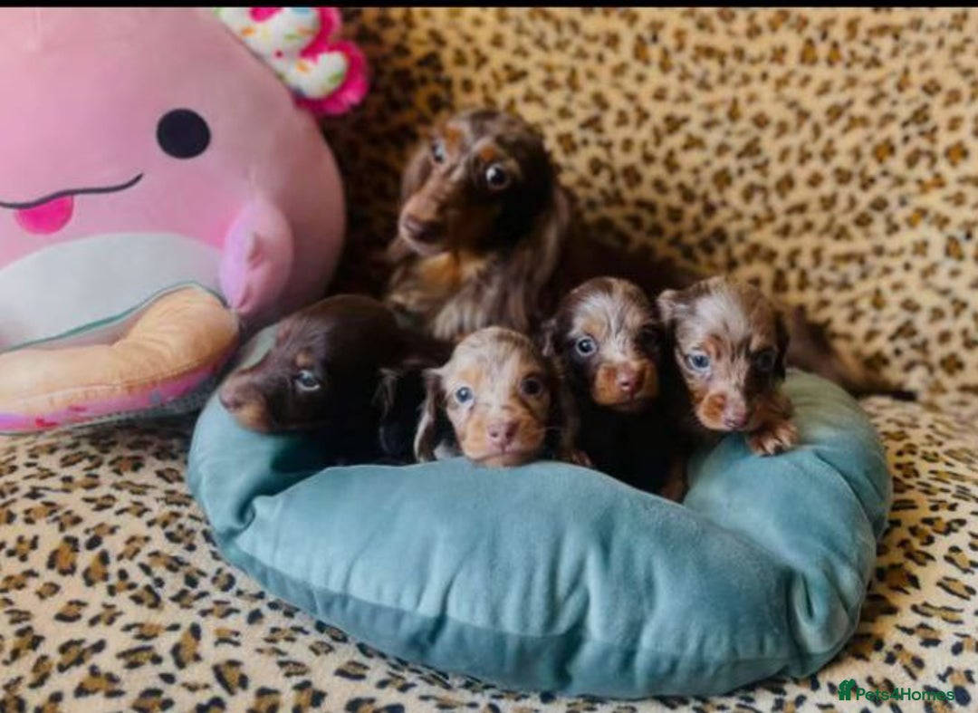 Miniature Dachshund dogs for sale: Miniature dachshund puppies - Image 3